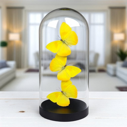 Véritables papillons phoebis philea sous dôme de verre édition limitée
