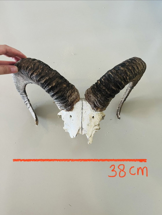 Image 1 of Corna Teschi Palchi Longhorn Bullbar Corna di mucca Bufalo