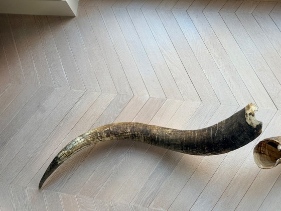 Image 1 of 2 große, authentische Büffelhörner, 90 und 100 cm lang