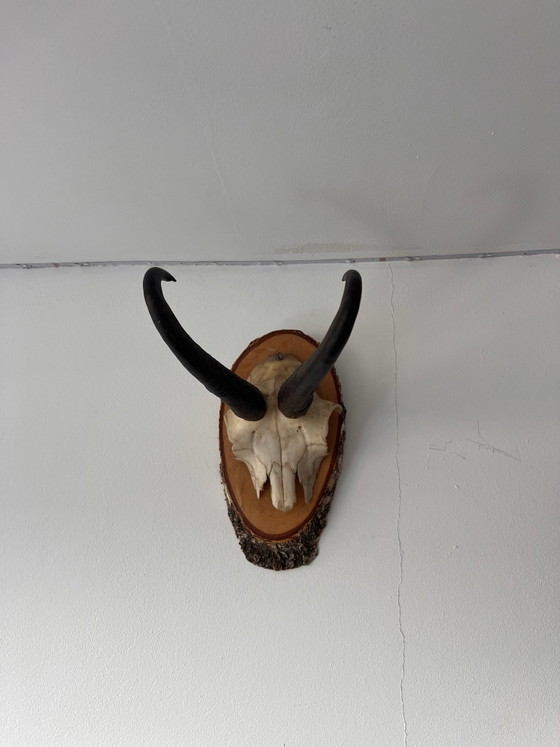 Bois de cerf monté – Décorations murales, Autre (photo 5 of 6)