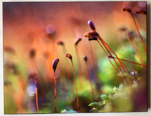 Art photo Rouzbeh Tahmassian