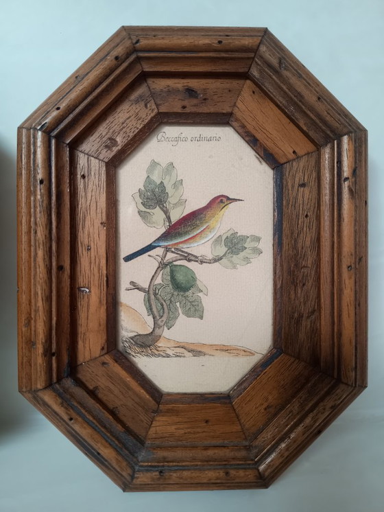 Image 1 of Exposition italienne d'une fauvette mélodieuse et d'un serin d'Europe.