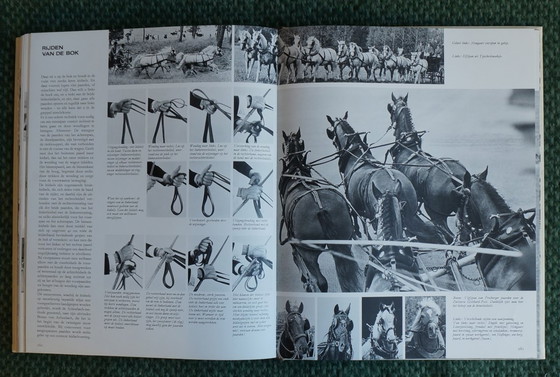 Image 1 of Ein Königreich für ein Pferd