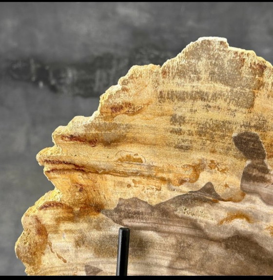 Image 1 of Madera fosilizada de Sooka, estándar a medida (nuevo)