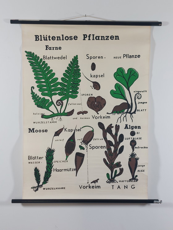 Image 1 of Vintage roll-up map, teaching aid, biology, plants, wall map