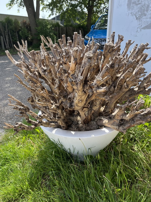 Ball Catalpa (trocken) im Designertopf