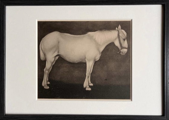 Image 1 of Jan Mankes 1889-1920 / Original Heliogravüre Weißes Pferd 1923
