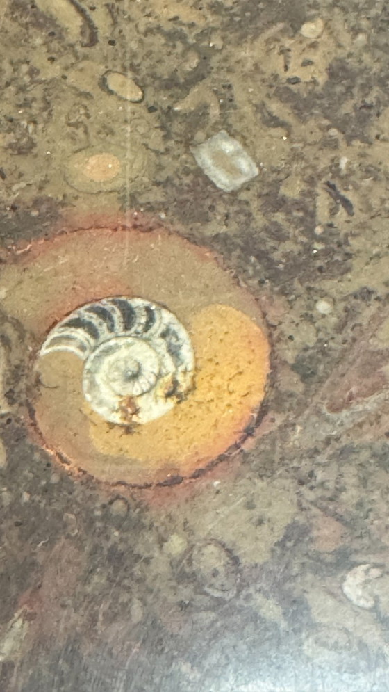 Image 1 of Mesa de centro Fossil de Ronald Schmit (mármol)