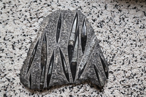 Plaque fossile Orthoceras - 13 spécimens