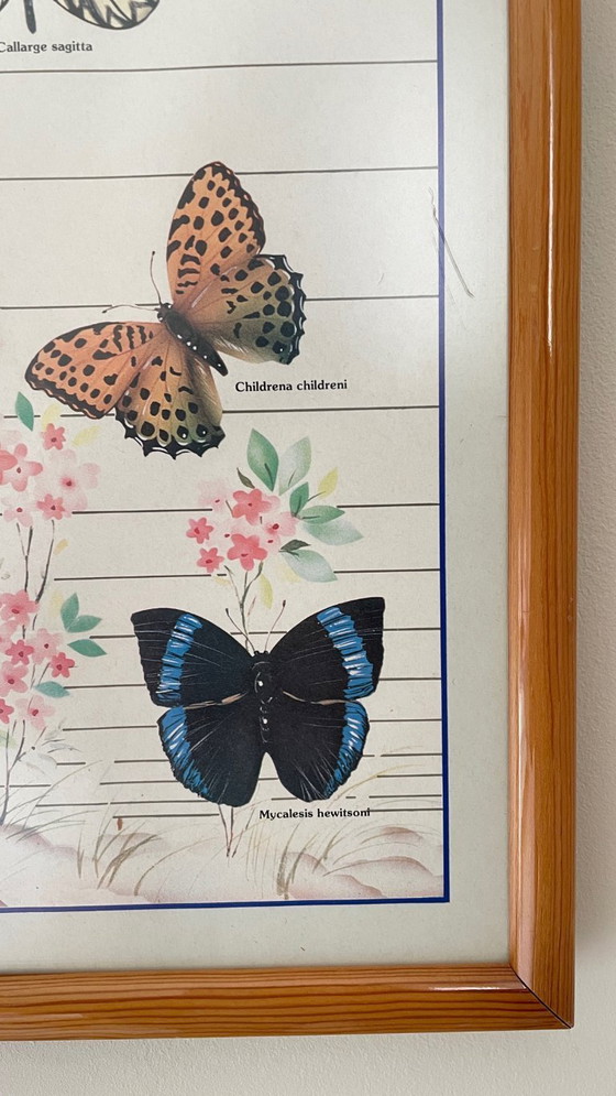 Image 1 of TABLEAU Affiche BUTTERFLY Italy