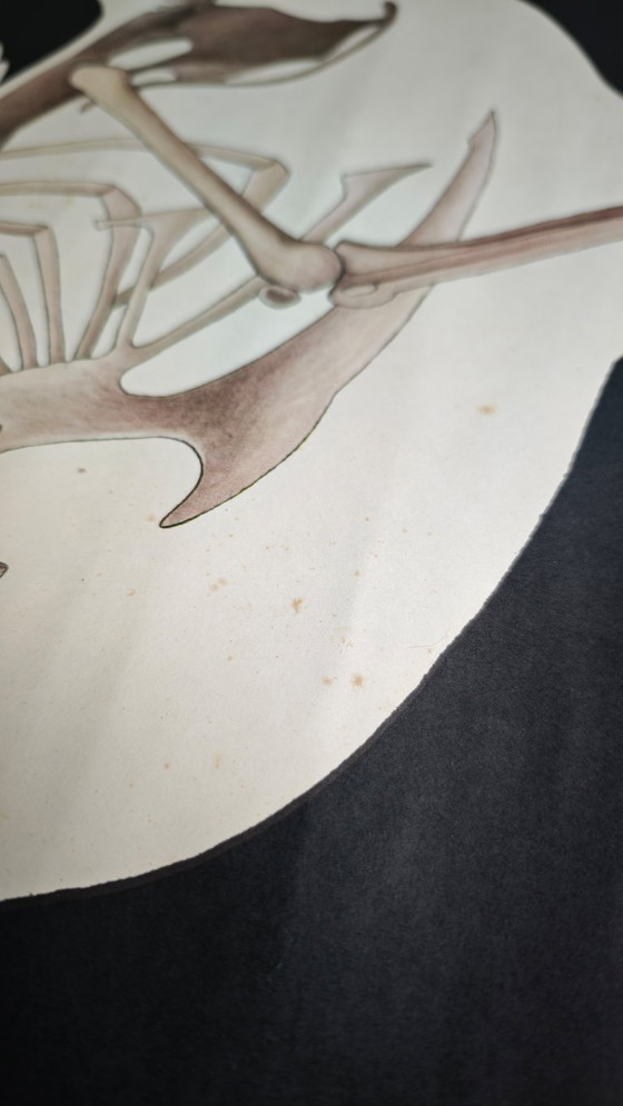 Image 1 of Affiche scolaire vintage RDA, maison squelette, poulet