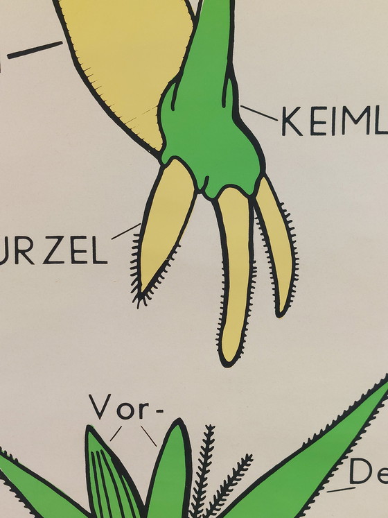 Image 1 of Vintage roll-up map, teaching aid, biology, botany, grasses, wall map