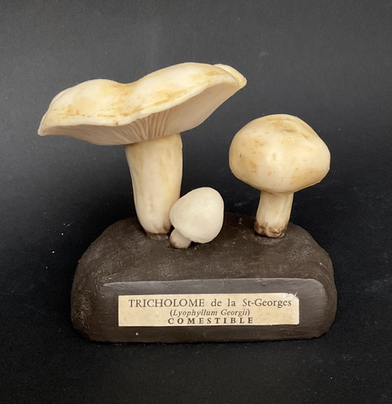 Image 1 of Conjunto exclusivo de 13 modelos de setas Deyrolle / Eurosap-Deyrolle – Colección didáctica de farmacia francesa
