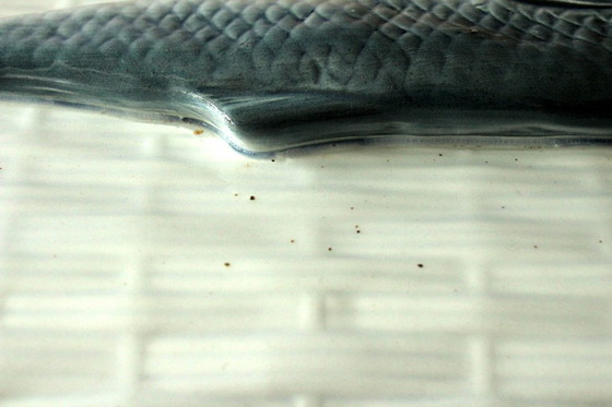 Image 1 of Excepcional tarro de pescado - terrina de pescado - tarro de arenque - cerámica