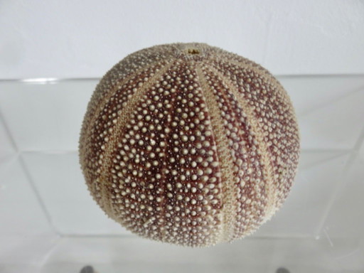 Toxopneustes pileosus sea urchin, Indian Ocean 1970