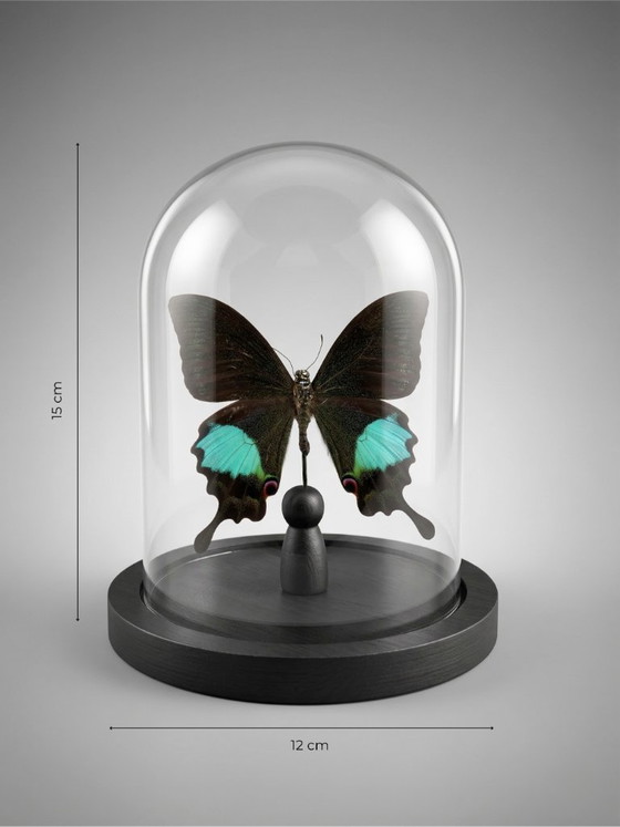 Image 1 of Papilio paris detanii-vlinder geconserveerd onder een glazen koepel – exotisch exemplaar – 15 cm