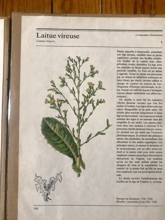 Image 1 of Botanical illustrations