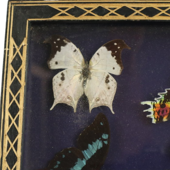 Framed Tropical Butterflies Taxidermy Insect Display, Decorative Objects, Glass, Wood, Multi Color (photo 7 of 10)
