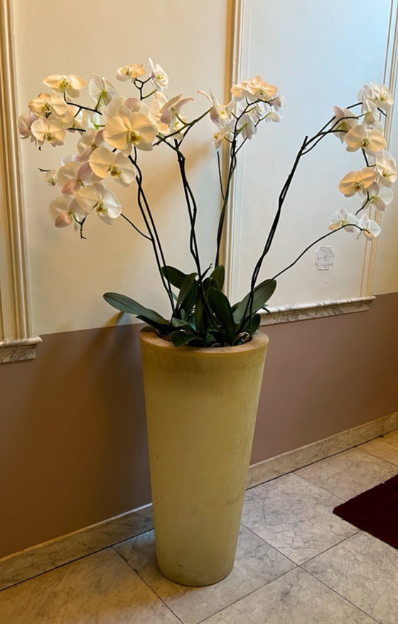 Image 1 of Jardinera de fibra de vidrio 1984 / 140 cm de alto