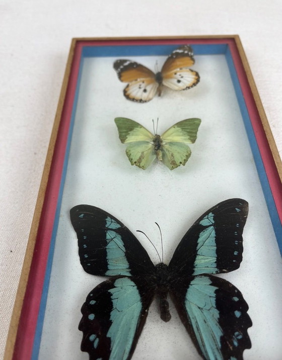 Cadre de papillons multicolores avec trois spécimens, Objets déco, Bois, Verre, Orange (photo 2 sur 5)