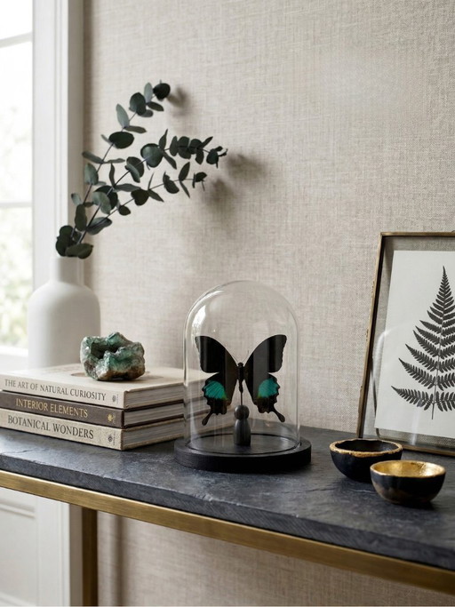 Papilio paris detanii-vlinder geconserveerd onder een glazen koepel – exotisch exemplaar – 15 cm