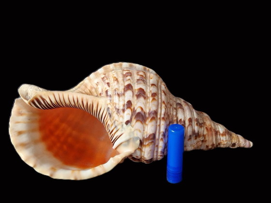 Image 1 of Grande corno di tritone - Conchiglia di tritone - Charonia tritonis - 33 cm