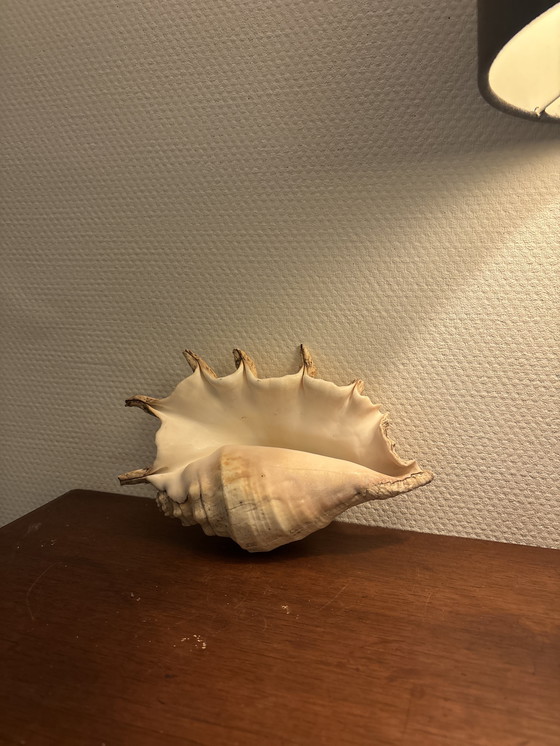 Image 1 of Shell