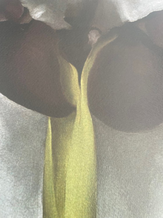 Image 1 of Georgia O'Keeffe (1887–1986), Dunkle Iris I, 1927, Copyright 1999– G. O'Keeffe/SOFAM Belgique editions Pierre D' Harville, Druck