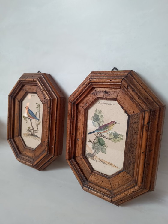 Image 1 of Exposition italienne d'une fauvette mélodieuse et d'un serin d'Europe.