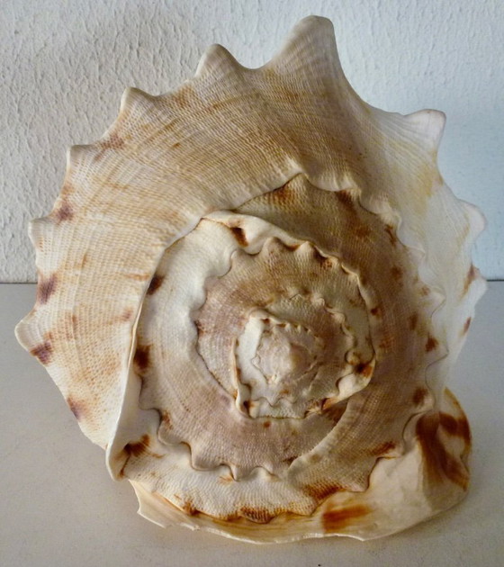 Image 1 of Cassis Cornuta (conchiglia di timone) grande, 22 cm.