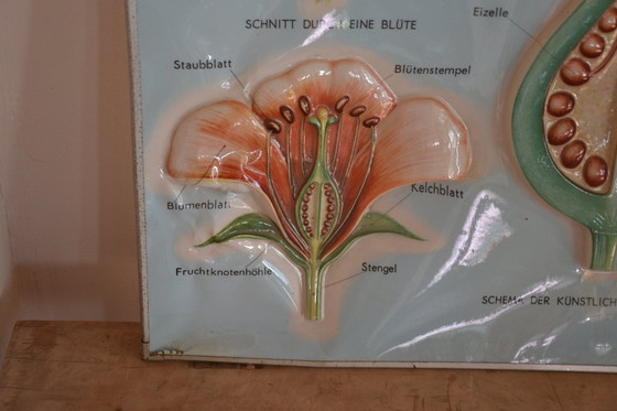 Image 1 of Unieke Vintage  - oude schoolplaat bloemen - oude Duitse schoolkaart - schoolplaat botanica - planten - biologie - plasticplaat