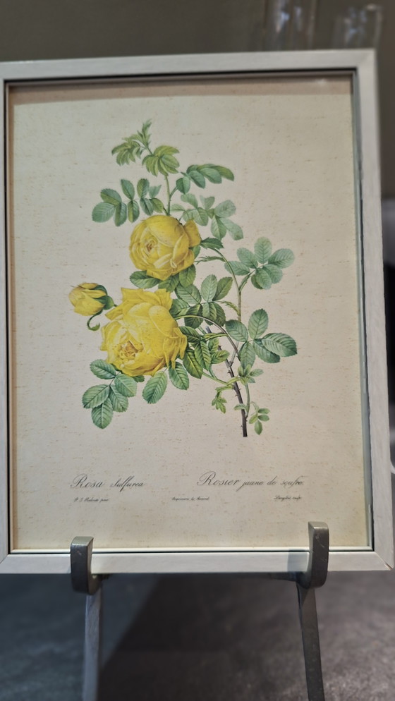 Image 1 of 3 x brocante paintings botanical print of 3 colors of roses