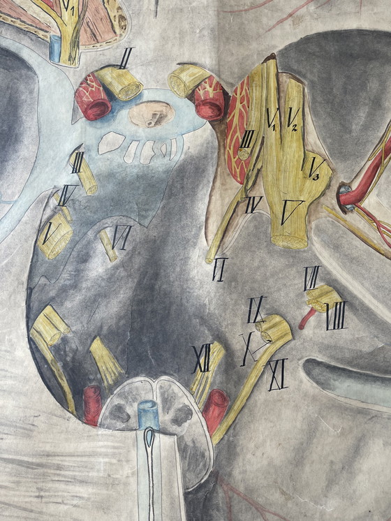 Image 1 of 1911 Cartel anatómico de época de un corte transversal del cerebro humano,