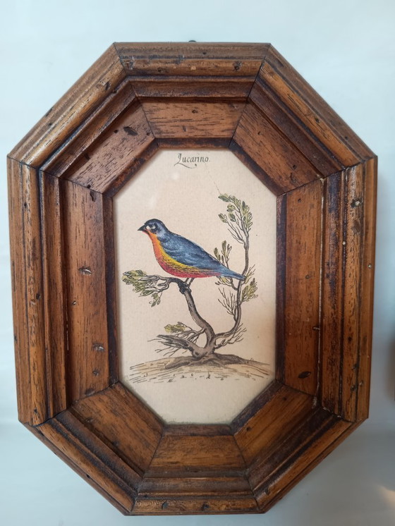 Image 1 of Exposition italienne d'une fauvette mélodieuse et d'un serin d'Europe.