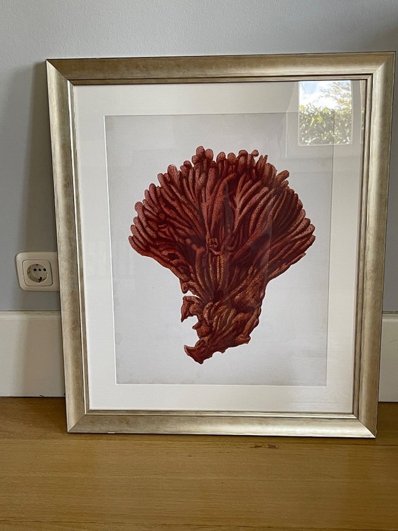 Image 1 of Estampes anciennes de corail rouge par Eichholtz