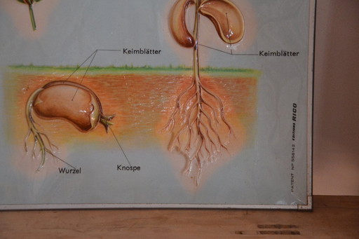 Unieke Vintage - Oude Schoolplaat Bloemen - Oude Duitse Schoolkaart - Schoolplaat Botanica - Planten - Biologie - Plasticplaat