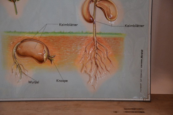 Image 1 of Unieke Vintage - Oude Schoolplaat Bloemen - Oude Duitse Schoolkaart - Schoolplaat Botanica - Planten - Biologie - Plasticplaat