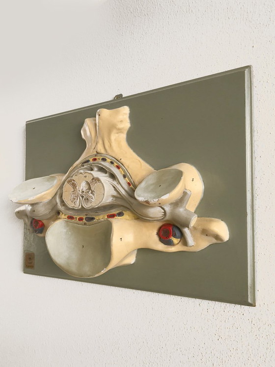 Driedimensionaal anatomisch model, Duitsland, jaren 50 – Beeldhouwkunst (photo 2 of 5)