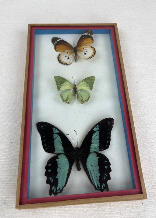 Cadre de papillons multicolores avec trois spécimens