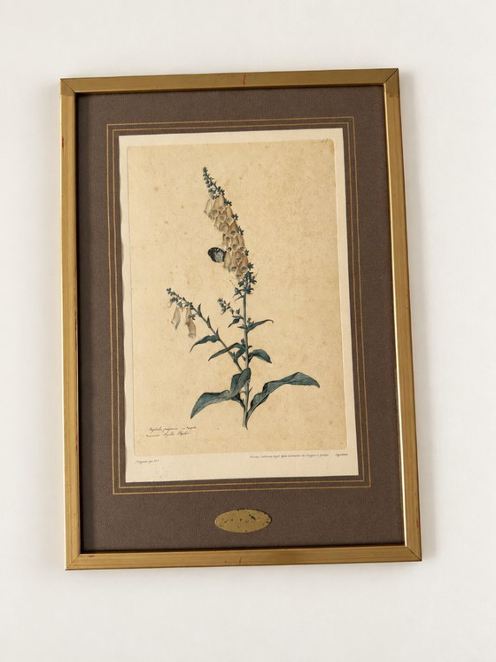 2 Stampe d'Arte Vintage Jacopo Ligozzi – Uffizi Firenze – Incorniciate – Litografie e stampe, Paper (photo 3 of 9)