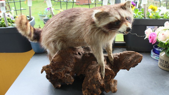 Image 1 of Raccoon taxidermy from an estate, mounted on a large, heavy root, open snout with real teeth