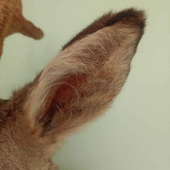 Taxidermie: Prachtige Opgezette Reebok (Zeseinder) In Zomervacht Met Velvet Gewei.60 cm hoogte! (photo 8 of 10)