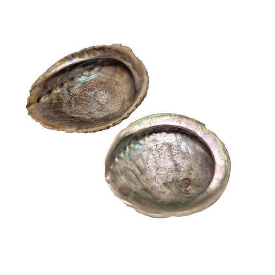 Image 1 of Vintage Abalone shells from New Zealand