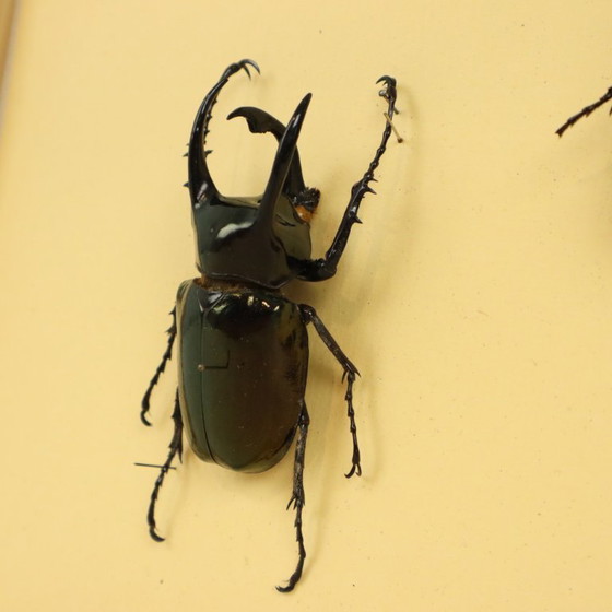 Collezione di scarabei incorniciati, scarabei Atlas, Oggetti decorativi, Legno, Vetro, Nero, Vintage (foto 7 di 10)