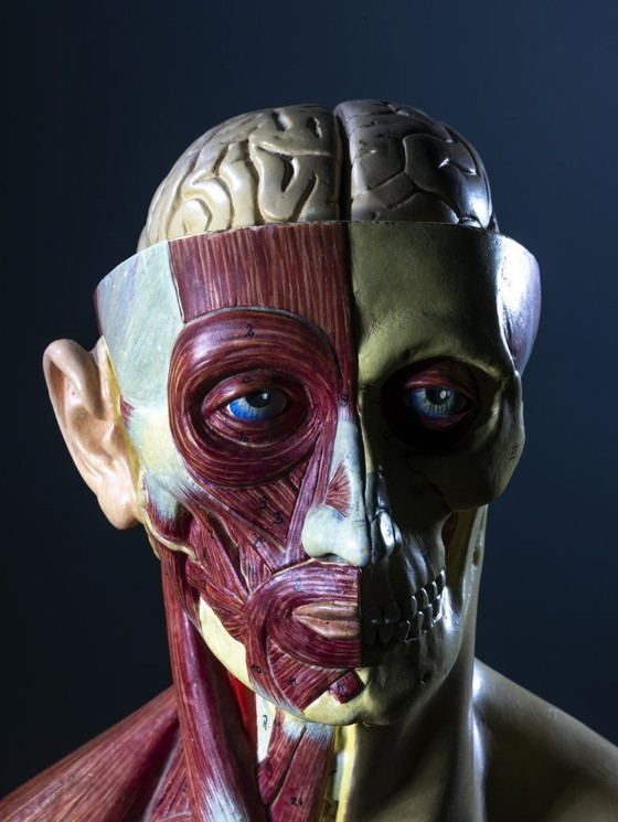 Image 1 of Anatomisch model van een mannelijk lichaam, jaren 1900