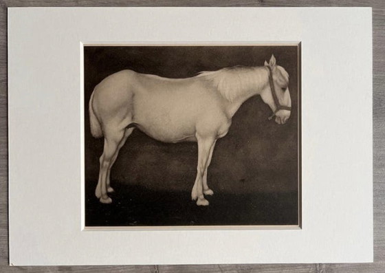 Image 1 of Jan Mankes 1889-1920 / Original Heliogravüre Weißes Pferd 1923
