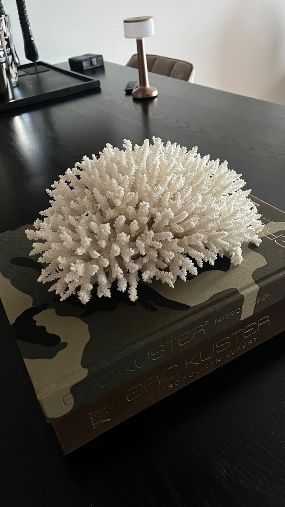Image 1 of Large Coral Decoration Piece Eric Kuster