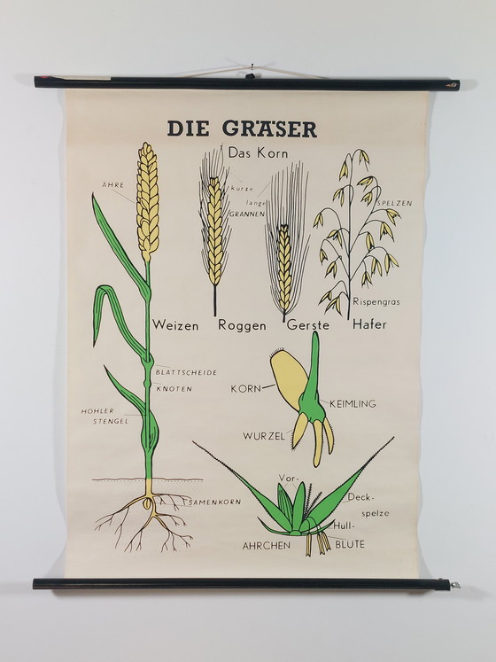 Image 1 of Vintage roll-up map, teaching aid, biology, botany, grasses, wall map