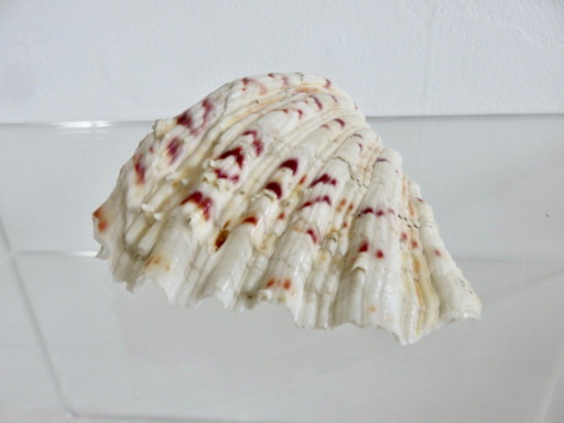 Crostaceo Hippopus hippopus, vongola maculata, Oceano Indiano, Pacifico occidentale