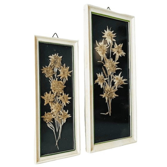 Image 1 of Set vintage di dipinti di fiori secchi di metà secolo Edelweiss, anni '50